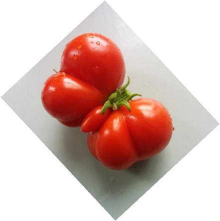 tomato1